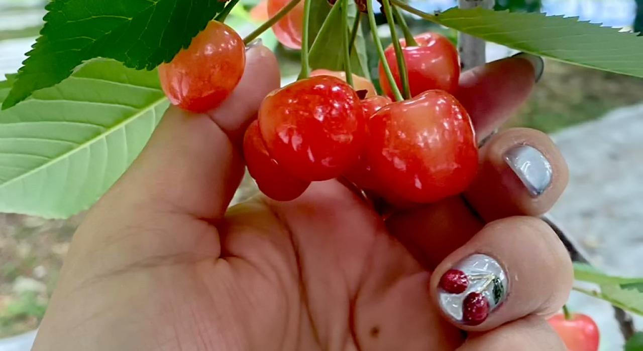 楽しいサクランボ狩り