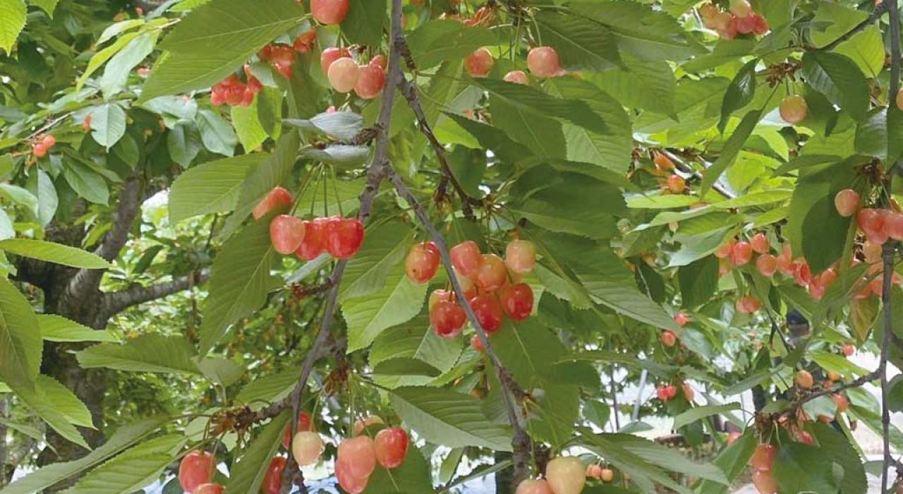 美味しいサクランボ