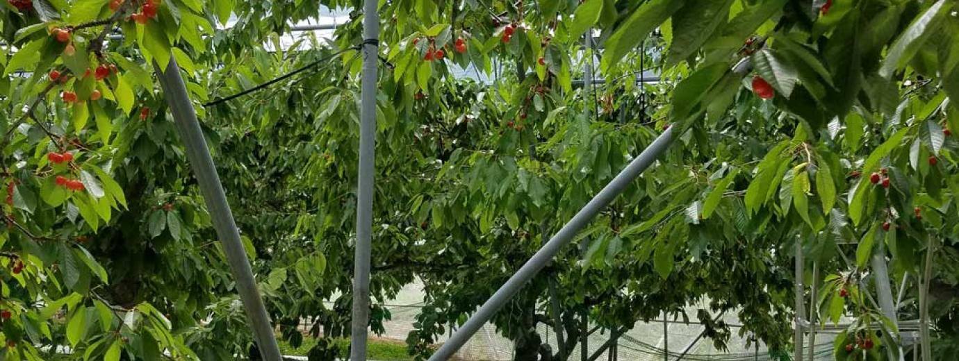 たくさん実っています