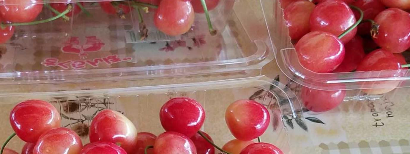 こちらは 佐藤錦です